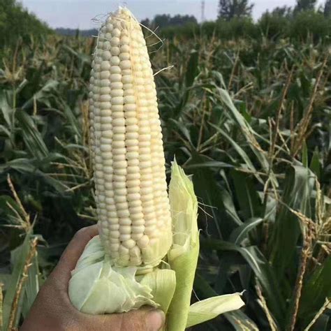 High Quality Hybrid F1 White Sweet Waxy Corn Seeds For Planting China