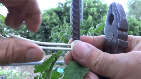 The Best Tomato Stake Support Youll Ever Need Cheap Strong Easy Simple