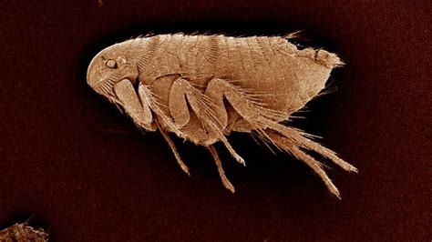 How Long Do Fleas Live In Your House Do They Go Away On Their Own How