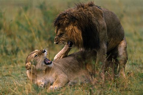 Kenya Lion Couple Mating