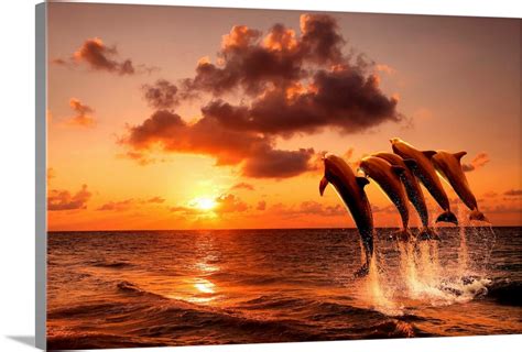 Beautiful Sunset With Dolphins Jumping Out Of The Water Wall Art