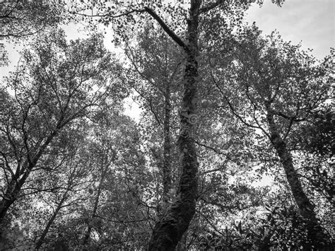 Big Trees Image In Black And White Stock Image Image Of Abstract