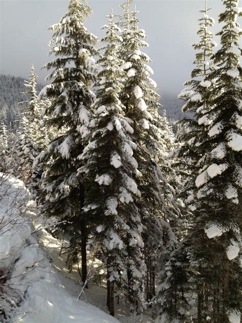 Free Images Tree Nature Wilderness Branch Snow Frost Mountain