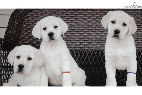 Look at pictures of puppies in ohio who need a home. Labrador Retriever puppy for sale near Dayton ...