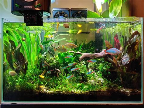 Tropical Fish Tank Ecosystem Ape Aquarium Fish