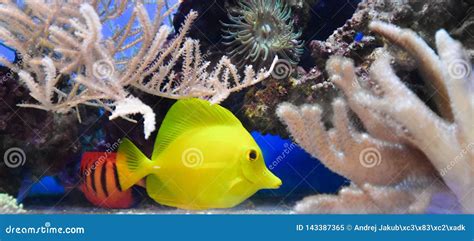 Yellow Blue And Striped Marine Fish In Aquarium Wih Corals Stock Image