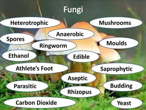 Ppt Fungi Powerpoint Presentation Free Download Id2721742