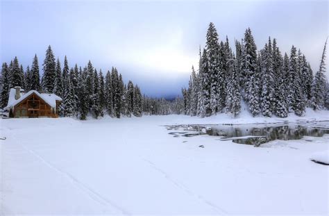 Winter Canada Snow Trees Louise Yoho Nature Wallpapers Hd