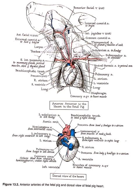 The difference in the structural characteristics of arteries, capillaries and veins is attributable to their respective identify the blood vessel. A&P II Labs