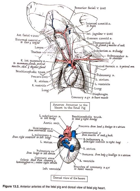 The five types of blood vessels are (in order of circulation): Anatomical Drawings of a Fetal Pig