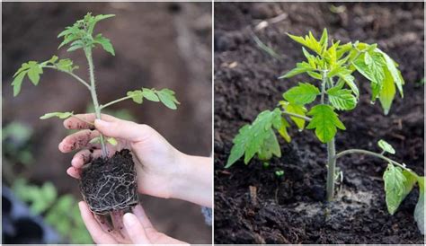 8 Steps To Transplant Tomato Plants The Right Way Tomato Garden