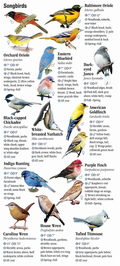 Wild Birds Of Northern Virginia Unique Rare Bird