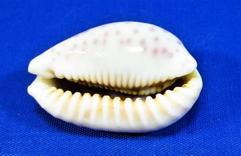 Ovatipsa Chinensis Mo Sk Mu Le Seashells