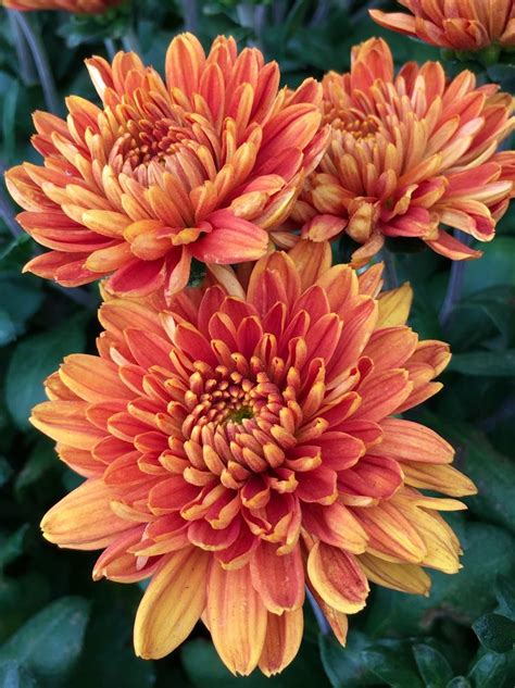 Colorful And Beautiful Chrysanthemums In 2021 Chrysanthemum Flower