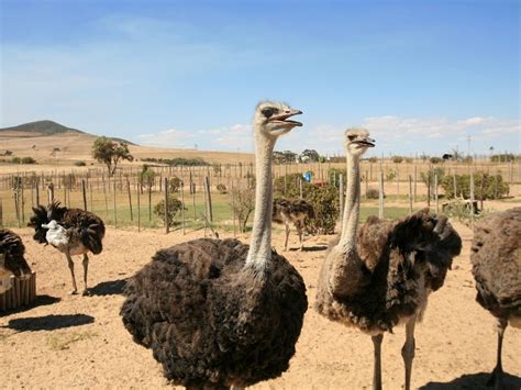 Visiting Ostrichland Usa Ostrich Farm Solvang California — Sick Girl