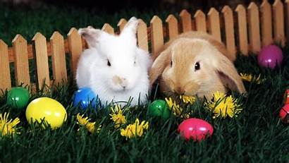 Easter Desktop Backgrounds Bunny Egg Wallpapers Happy