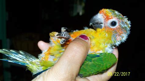 For Sale Handfed Baby Sun Conure Birds For Sale Price