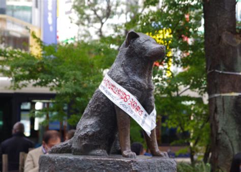 Hachiko At 100 Remembering The Worlds Most Loyal Dog
