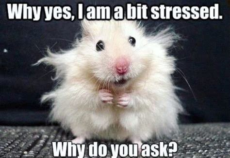 29 Of The Cutest Hamster Memes We Could Find So Far
