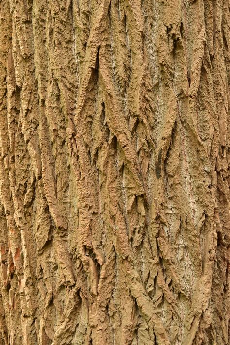 Free Images Nature Branch Wood Texture Trunk Pattern Soil
