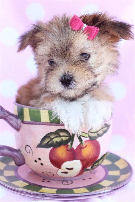 Sometimes you will take a look at puppy stores in florida to look for puppies for sale in central florida, without having any idea that these cute little munchkins come from dreaded puppy mills. Morkie Puppy For Sale at TeaCups Puppies South Florida ...