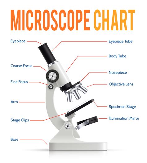 Realistic Microscope Parts Infographic Presentation Chart 478769 Vector
