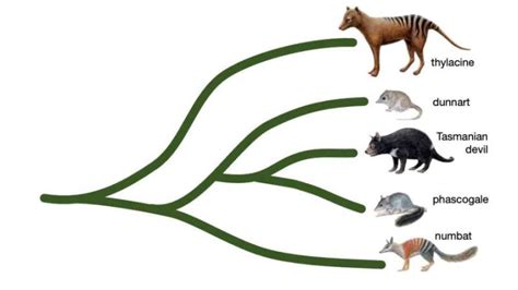 The Nine Steps To Bringing Back Australias Extinct Thylacine