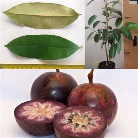 This natural fungi increases the roots ability to absorb and distribute nutrients and water to the plant. Daleys Fruit Tree Blog: Star Apple Fruit Tree for Sale ...