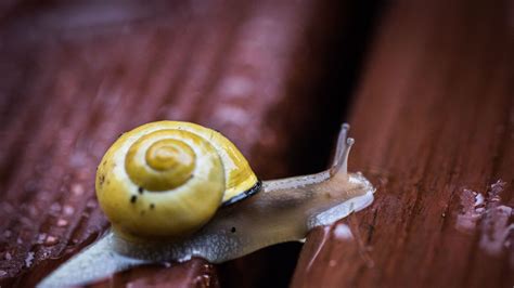 Scientists Create Super Strength Snail Slime Superglue Science And Tech News Sky News