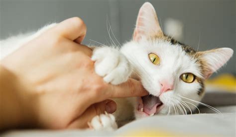 Cat Love Bites 5 Reasons Why They Do It And How To Respond All About Cats