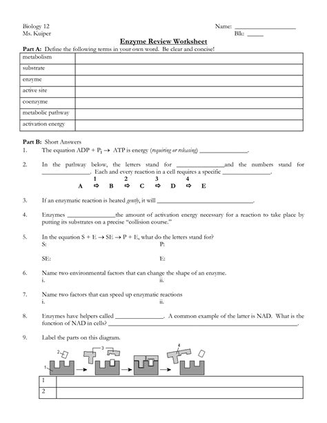 Virtual laboratory in which students learn the mechanics of mitosis, or cell division, through computer simulation. 14 Best Images of Enzymes Worksheet Answer Key - Enzymes Worksheet Review Answer Key, Virtual ...