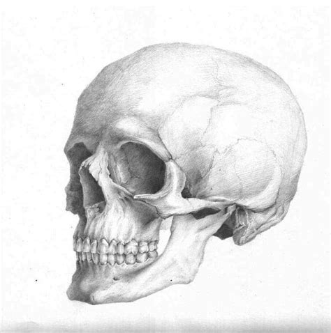 Drawabox lesson 5, drawing animals: Skull anatomy | April 29, 2010 by uzorpatorica on deviantART | Skull anatomy, Skull art, Anatomy art
