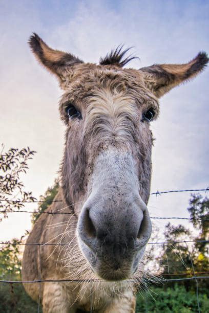 Donkey Headshot Stock Photos Pictures And Royalty Free Images Istock