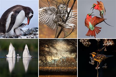 The 2017 Audubon Photography Awards Winners Audubon
