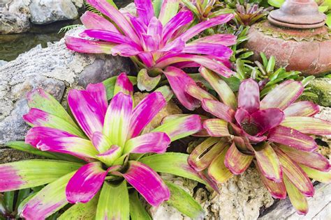 Here are 6 cat friendly plants to grow for yours and your cat's pleasure. An A-Z List of Cat Friendly Plants - Cat Appy