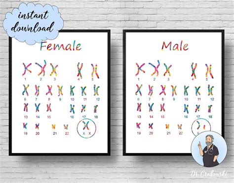 Cromosomas Femeninos Y Masculinos Arte Código Genético Etsy