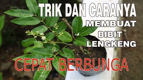 Berikut adalah 10 obat perangsang wanita yang dipercaya ampuh! trik dan cara membuat bibit kelengkeng berbunga dengan ...