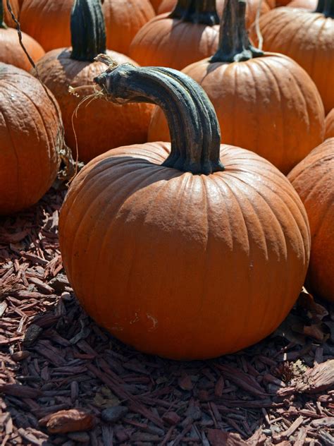 Growing Pumpkins In Containers Hgtv