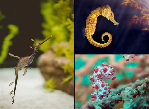 Seahorse colorful leafy sea dragon. 60 Spectacular Seahorses and Seadragons PICS