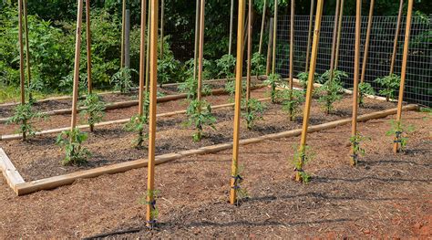 How To Grow Your Own Tomatoes Part 3 Staking Training And Pruning