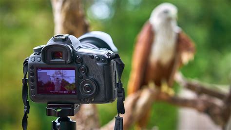 Best Wildlife Photography Camera 2022 Techradar