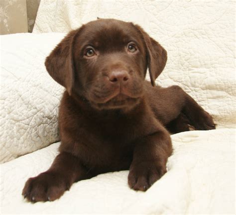 I have two beautiful chocolate female dams that weigh approx. Yellow, Chocolate, & Black Labrador Retriever Puppies for ...