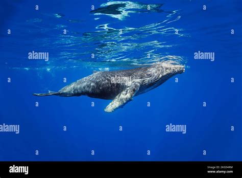 Humpback Whale Megaptera Novaeangliae Underwater Hawaii Stock Photo