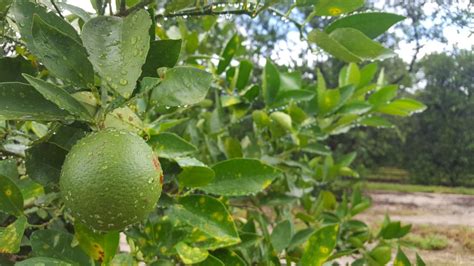 Entomologist Joins Ufifas To Help Solve Citrus Greening