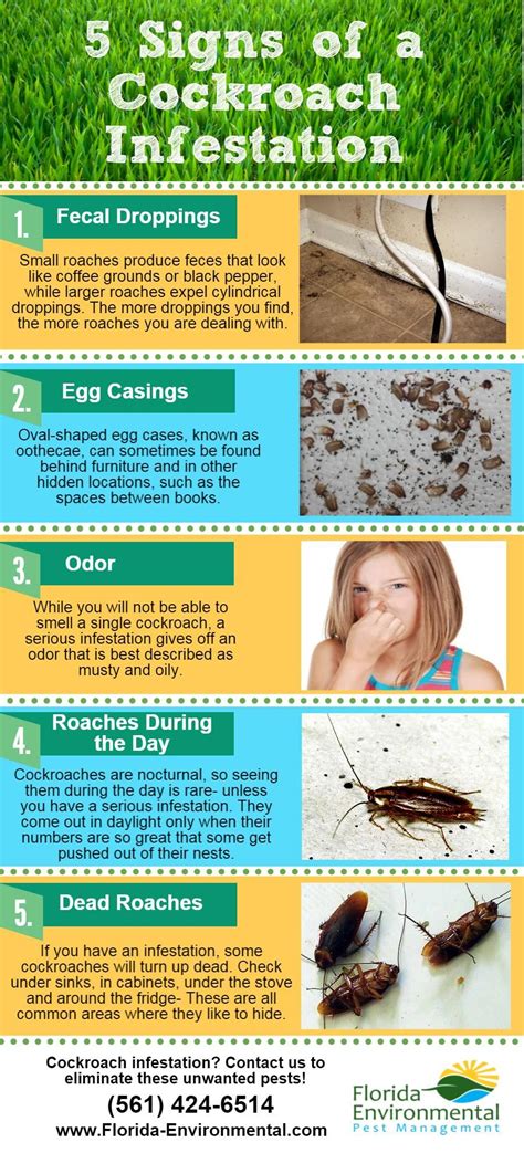 How To Get Rid Of Big Flying Roaches Aftonindira