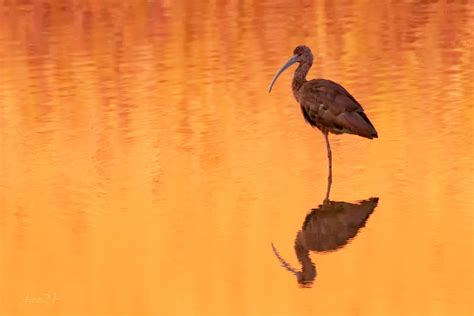 March 3 Red Ibis At Sunset 365picturetoday World W Flickr