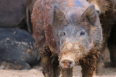 Montana Puts Plan In Place To Keep Canadian Feral Hogs Out Pork Business
