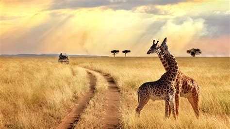 Best Safaris In Africa From The Serengeti To Kruger National Park Photos Au
