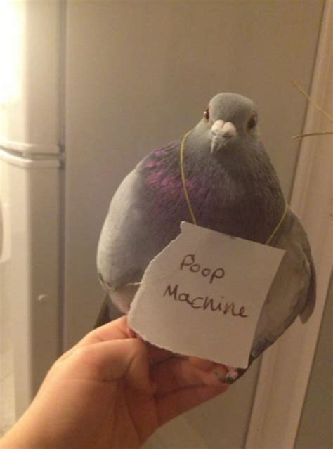 23 Examples Of Birds Being Jerks Gallery Ebaums World