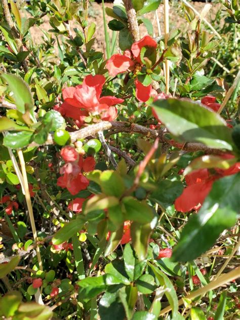 Chaenomeles Speciosa Texas Scarlet Red Flowering Quince